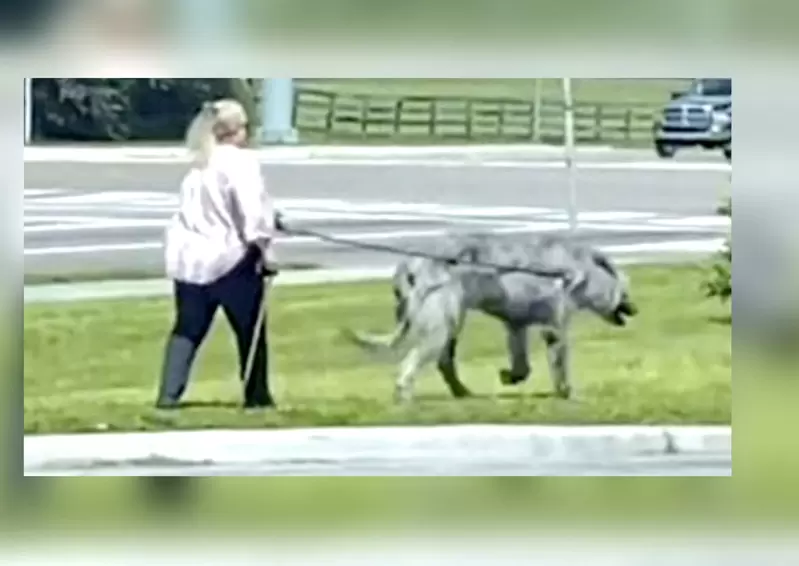 迷之都市傳說《卓柏卡布拉出現在大街上》網友覺得這是狼還是大狗啊(嚇) 迷之都市傳說《卓柏卡布拉出現在大街上》網友覺得這是狼還是大狗啊(嚇)
