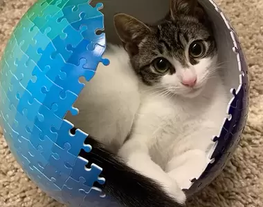 《喜歡擠進各種狹小地方的動物們》也許這是牠們天性也說不定?