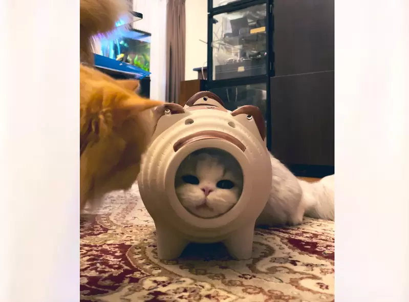 可愛度爆增《貓貓穿上蚊香豬裝備》這個表情是不是在說本喵有點不爽XD 可愛度爆增《貓貓穿上蚊香豬裝備》這個表情是不是在說本喵有點不爽XD