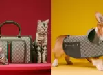 有片《Gucci推出超萌寵物系列「PET COLLECTION」》將復古華麗的時尚延伸到毛小孩領域 有片《Gucci推出超萌寵物系列「PET COLLECTION」》將復古華麗的時尚延伸到毛小孩領域