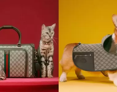 有片《Gucci推出超萌寵物系列「PET COLLECTION」》將復古華麗的時尚延伸到毛小孩領域