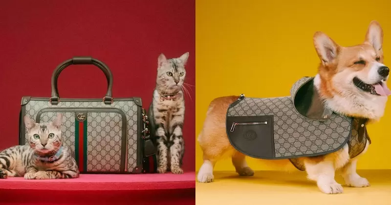 有片《Gucci推出超萌寵物系列「PET COLLECTION」》將復古華麗的時尚延伸到毛小孩領域 有片《Gucci推出超萌寵物系列「PET COLLECTION」》將復古華麗的時尚延伸到毛小孩領域