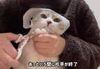 網友實驗《在貓貓頭上放滾輪貼》喵星人就會乖乖的讓你剪指甲