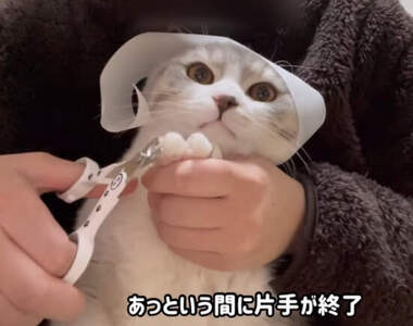 網友實驗《在貓貓頭上放滾輪貼》喵星人就會乖乖的讓你剪指甲