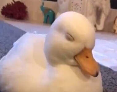 一萬人瘋狂轉推《鴨鴨打瞌睡畫面》鴨子〝度估〞的模樣也太療癒惹