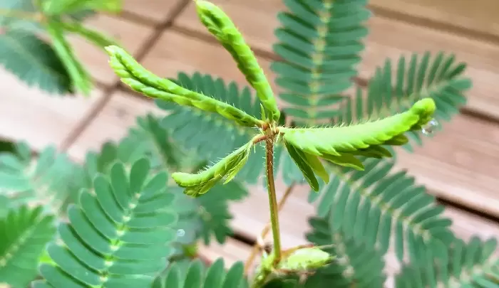 《含羞草為什麼會害羞》日本埼玉大學的研究團隊找到了含羞草閉合的機制
