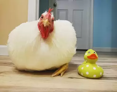 從養雞場撿回一條命《公雞Boo的溫馨故事》5年過去已經是家裡重要的一份子惹