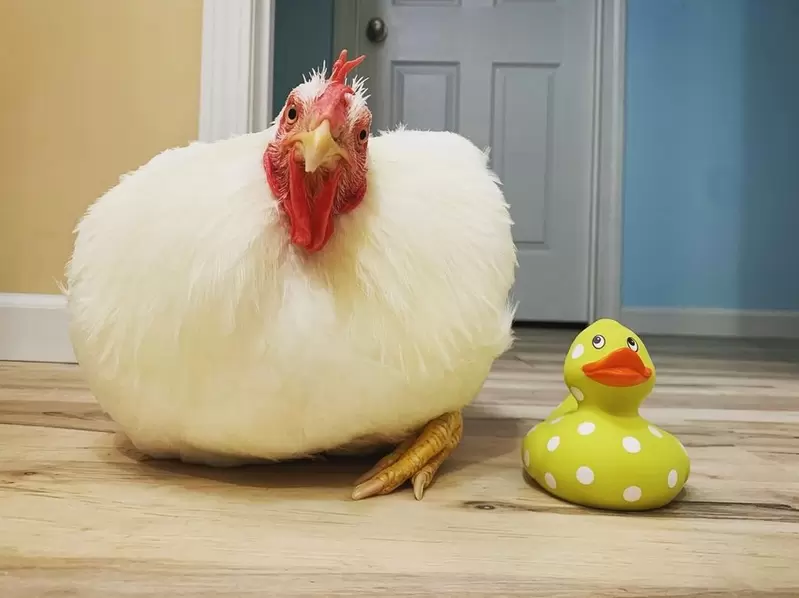 從養雞場撿回一條命《公雞Boo的溫馨故事》5年過去已經是家裡重要的一份子惹 從養雞場撿回一條命《公雞Boo的溫馨故事》5年過去已經是家裡重要的一份子惹