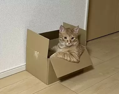 網友分享《2022年度網路爆紅貓圖》有貓貓陪伴的世界果然充滿了療癒跟快樂