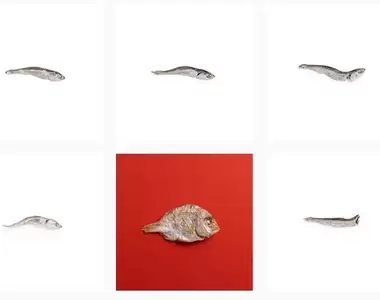 只有小魚乾照片的IG《niboshism》做這件事情的人到底是有多愛小魚乾呢？