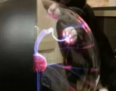 《貓接觸靜電球會發生的狀況》彷彿是有條閃電跟著肉球移動~超可愛❤