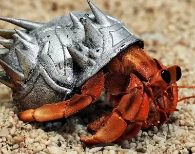 網友腦洞大開《替寄居蟹做了金屬盔甲》開局直接配神裝這樣是不是就無敵惹？