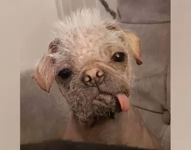 《英國最醜狗狗比賽的優勝候補》但收養牠的家人卻覺得狗狗最大特色是因為〝可愛〞