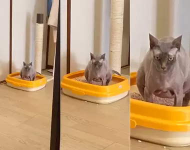 推特話題《貓貓的大便表情錦標賽》這是定格嗎？不是喔這是貓貓在便便(人類你看夠沒！？)