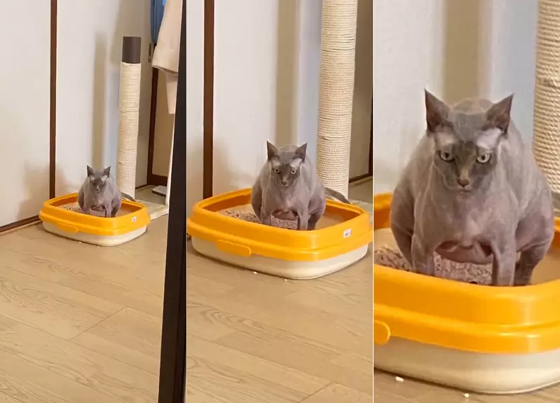 推特話題《貓貓的大便表情錦標賽》這是定格嗎？不是喔這是貓貓在便便(人類你看夠沒！？)