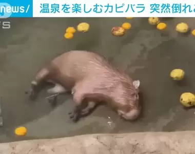 因為過太爽《在溫泉裡睡著的水豚》倒了20秒爬了起來，當時看見的人都嚇壞惹XD