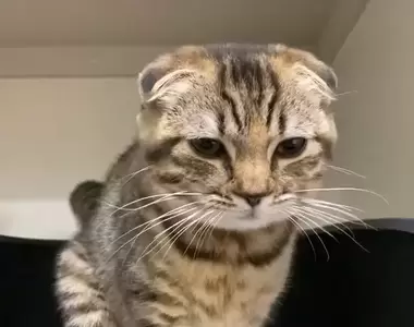 網友拍下《貓貓充電的整個過程》只有我在想貓貓是Lightning接頭還是TYPE-C的嗎?