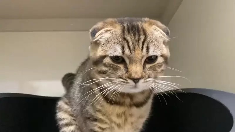 網友拍下《貓貓充電的整個過程》只有我在想貓貓是Lightning接頭還是TYPE-C的嗎？