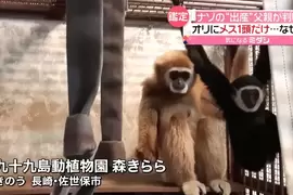 兩年調查真相確認《日本動物園母猿意外產子》原來長臂猿不單單只有手長而已啊... 兩年調查真相確認《日本動物園母猿意外產子》原來長臂猿不單單只有手長而已啊...
