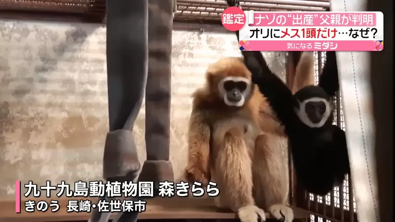 兩年調查真相確認《日本動物園母猿意外產子》原來長臂猿不單單只有手長而已啊...