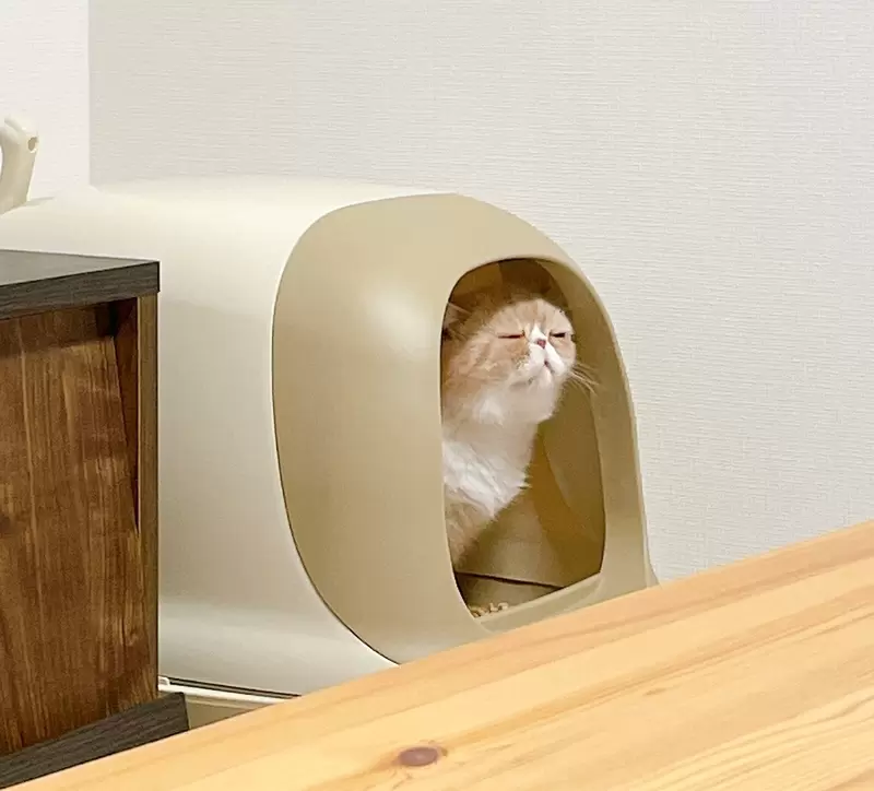 推特話題《貓貓的大便表情錦標賽》貓咪各種細微表情鑑賞，真的太可愛了❤