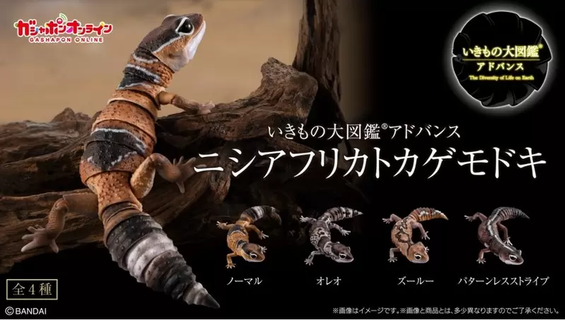 萬代《生物大圖鑑Repti 肥尾守宮》全新扭蛋商品2023年3月推出