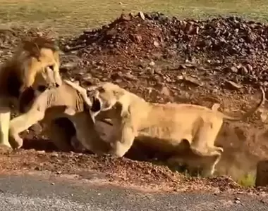 《當百獸之王的獅子遇上母獅》超狂母獅讓公獅嚇一跳，表示：我當時害怕極惹