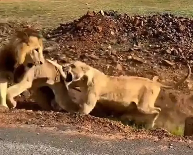 《當百獸之王的獅子遇上母獅》超狂母獅讓公獅嚇一跳,表示:我當時害怕極惹 《當百獸之王的獅子遇上母獅》超狂母獅讓公獅嚇一跳,表示:我當時害怕極惹