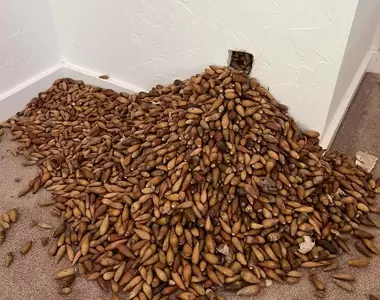 內有驚喜《家裡發現700磅重的橡樹果實》原來這些都是附近啄木鳥準備過冬囤起來的食物