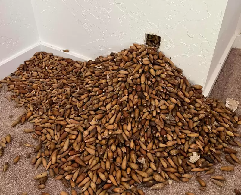 內有驚喜《家裡發現700磅重的橡樹果實》原來這些都是附近啄木鳥準備過冬囤起來的食物 內有驚喜《家裡發現700磅重的橡樹果實》原來這些都是附近啄木鳥準備過冬囤起來的食物