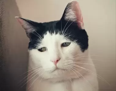 《沮喪臉小貓》IG一共9.6萬位粉絲追蹤，牠那憂鬱的眼神迷住了網友們的心