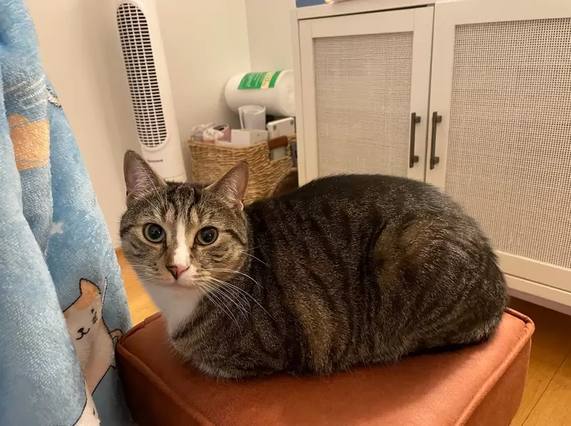 貓咪最放鬆的坐姿「香箱坐」看久了會給人一種很可愛的吐司感❤ 貓咪最放鬆的坐姿「香箱坐」看久了會給人一種很可愛的吐司感❤