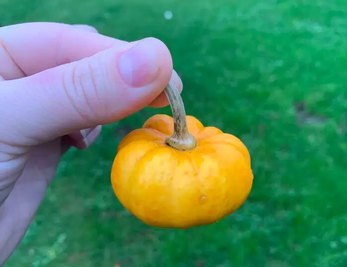 網友分享《失敗的種植經驗》有鑑於各式各樣的原因,最後的結果跟當初想的完全不一樣XD 網友分享《失敗的種植經驗》有鑑於各式各樣的原因,最後的結果跟當初想的完全不一樣XD