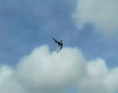 人們無意間發現的《意外藝術》擋風玻璃的裂痕像一隻小鳥，奇蹟一般的巧合