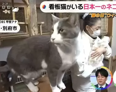 《看板貓排行榜第一名》輪流被溫泉與貓咪療癒的新玉旅館 貓奴們絕對要去住一次