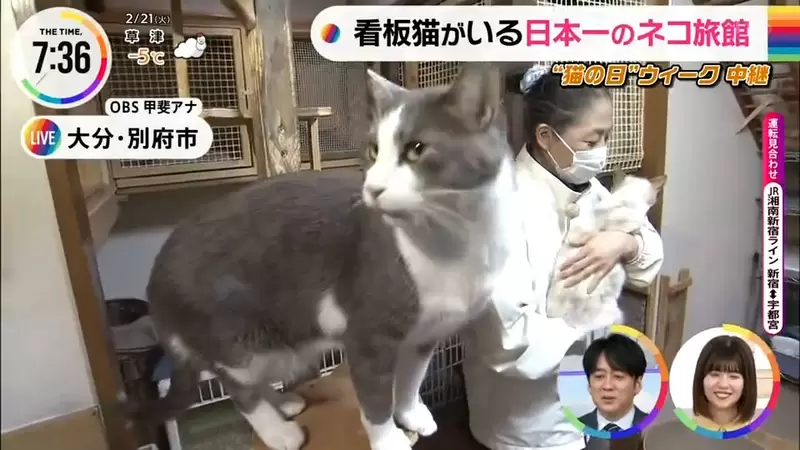 《看板貓排行榜第一名》輪流被溫泉與貓咪療癒的新玉旅館 貓奴們絕對要去住一次 《看板貓排行榜第一名》輪流被溫泉與貓咪療癒的新玉旅館 貓奴們絕對要去住一次