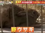 《日本傳統活動「趕野兔」》睽違3年舉辦被罵虐待動物 將來可能再也不辦了? 《日本傳統活動「趕野兔」》睽違3年舉辦被罵虐待動物 將來可能再也不辦了?
