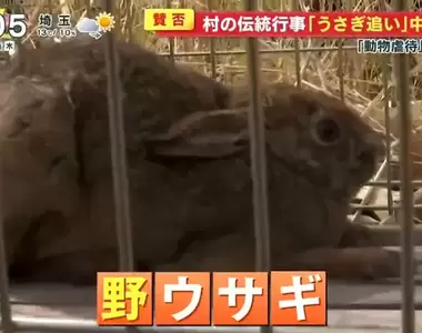《日本傳統活動「趕野兔」》睽違３年舉辦被罵虐待動物 將來可能再也不辦了？