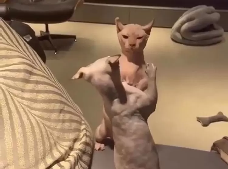 你看過《貓咪打架會啪啪啪的嗎》不知道這樣拍有沒有助於毛根復活？