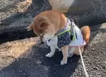 《忘不了狸貓的柴犬》每天經過都賴著不走 持續一個月讓飼主不禁憂心起來了 《忘不了狸貓的柴犬》每天經過都賴著不走 持續一個月讓飼主不禁憂心起來了
