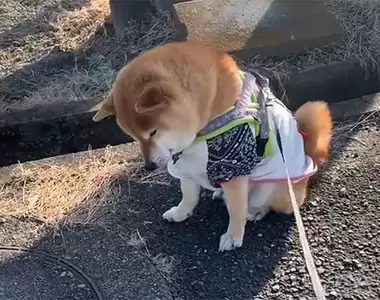 《忘不了狸貓的柴犬》每天經過都賴著不走 持續一個月讓飼主不禁憂心起來了