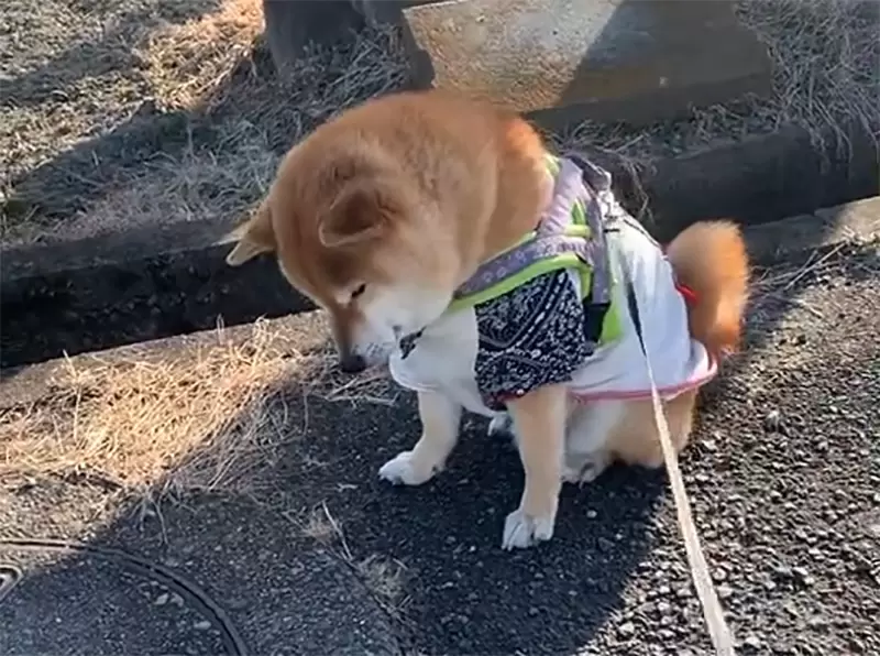 《忘不了狸貓的柴犬》每天經過都賴著不走 持續一個月讓飼主不禁憂心起來了 《忘不了狸貓的柴犬》每天經過都賴著不走 持續一個月讓飼主不禁憂心起來了