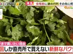 《日本大排長龍香菜店》搶購當天現採最新鮮香菜 原本討厭的人吃過就會愛上它? 《日本大排長龍香菜店》搶購當天現採最新鮮香菜 原本討厭的人吃過就會愛上它?
