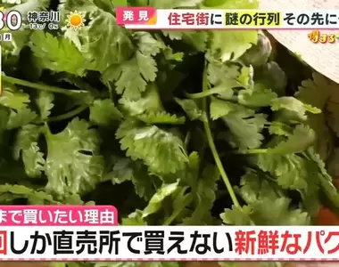 《日本大排長龍香菜店》搶購當天現採最新鮮香菜 原本討厭的人吃過就會愛上它?