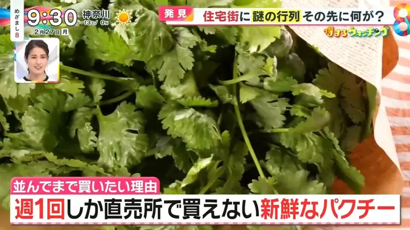 《日本大排長龍香菜店》搶購當天現採最新鮮香菜 原本討厭的人吃過就會愛上它？