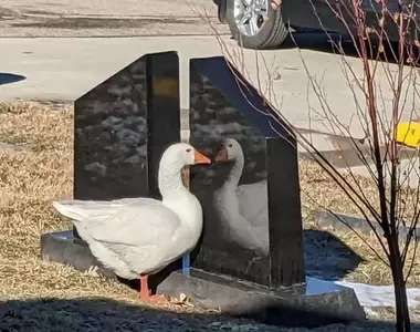 《孤獨喪偶鵝的徵偶啟示》走出悲傷陰霾，成功配對迎來鵝生第二春
