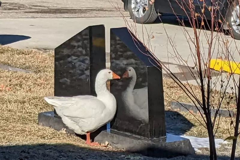 《孤獨喪偶鵝的徵偶啟示》走出悲傷陰霾，成功配對迎來鵝生第二春