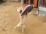《柴犬接住坐墊的瞬間》網友拍下奇蹟般狗狗的誇張表情 《柴犬接住坐墊的瞬間》網友拍下奇蹟般狗狗的誇張表情