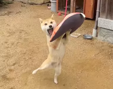 《柴犬接住坐墊的瞬間》網友拍下奇蹟般狗狗的誇張表情