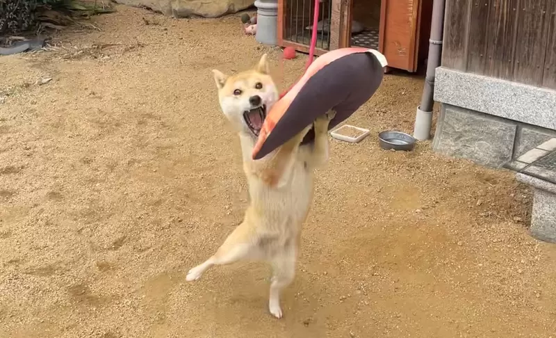 《柴犬接住坐墊的瞬間》網友拍下奇蹟般狗狗的誇張表情